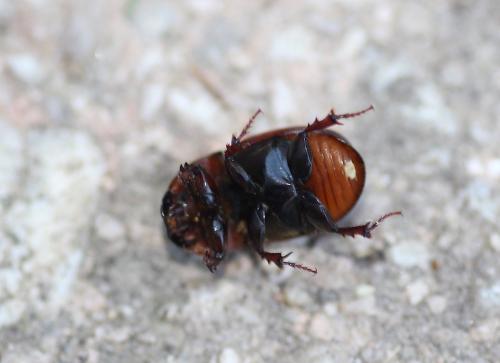 Rhodaphodius foetens